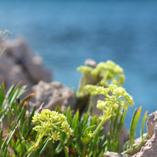 Dovolená Chorvatsko